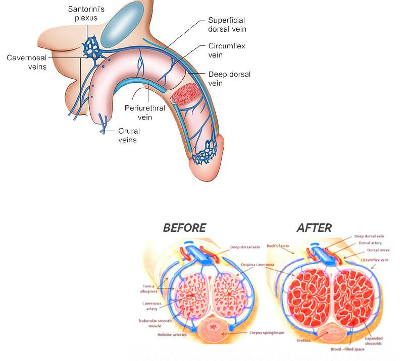 how penis enlargement medicine work