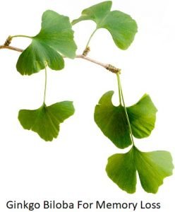 Ginkgo Biloba For Memory Loss