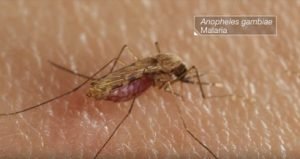 malaria mosquito