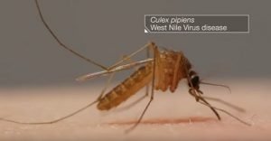 west nile virus