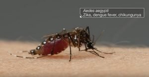 zika virus